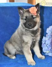 Norwegian Elkhound Puppies For Sale