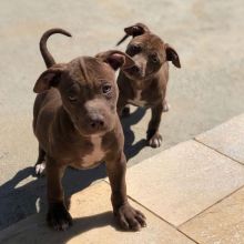 PITBULL PUPPIES FOR ADOPTION . (jessicawillz101@gmail.com)