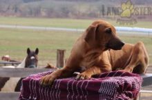 Rhodesian Ridgeback Puppies For Sale