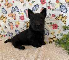 Scottish Terrier Puppies For Sale