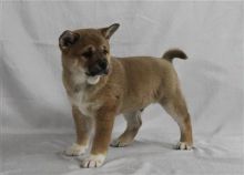 Shiba Inu Puppies For Sale