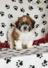 Shichon Puppies For Sale