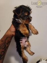 Silky Terrier Puppies For Sale