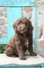 Springerdoodle Puppies For Sale