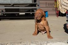 Vizsla Puppies For Sale