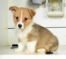 Welsh Corgi Puppies For Sale