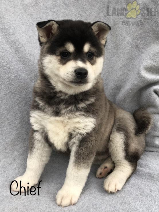 Alaskan Klee Kai Puppies For Sale Image eClassifieds4u