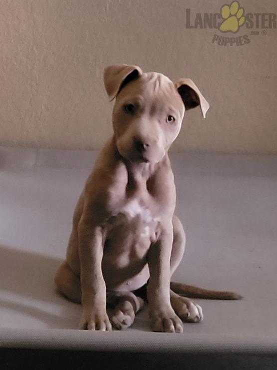 American Pit Bull Terrier Puppies For Sale Image eClassifieds4u