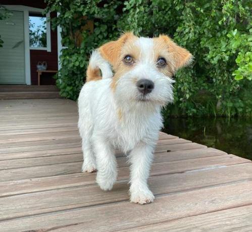 Beautiful long hair jack russell Puppies puppies for adoption (jeffmarcus963@gmail.com) Image eClassifieds4u