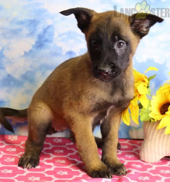 Belgian Malinois Puppies For Sale Image eClassifieds4u