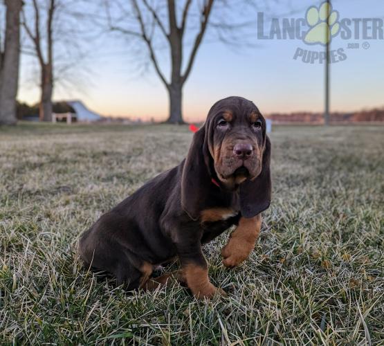 Bloodhound Puppies For Sale Image eClassifieds4u