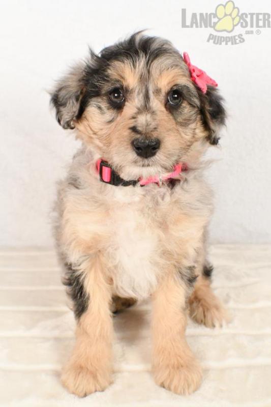 Bordoodle Puppies For Sale Image eClassifieds4u