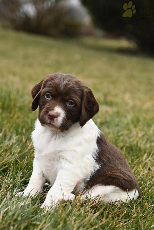 Brittany Spaniel Puppies For Sale Image eClassifieds4u