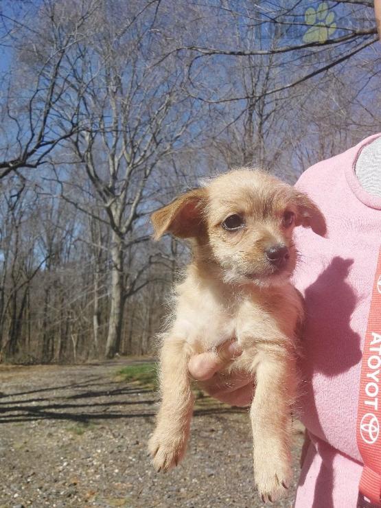 Chi-Poo Puppies For Sale Image eClassifieds4u