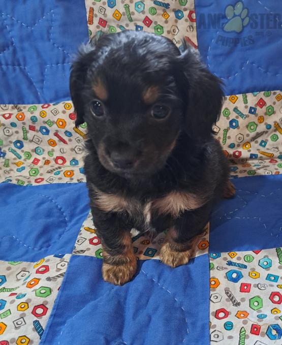 ChiWeenie Puppies For Sale Image eClassifieds4u