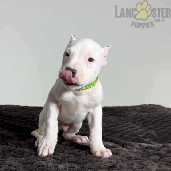 Dogo Argentino Puppies For Sale Image eClassifieds4u