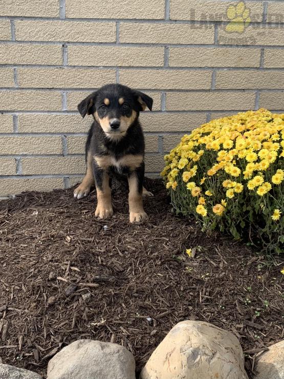 English Shepherd Puppies For Sale Image eClassifieds4u