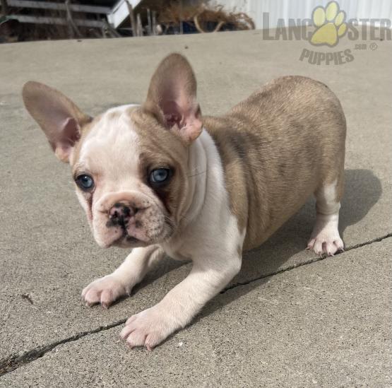 Frenchton Puppies For Sale Image eClassifieds4u
