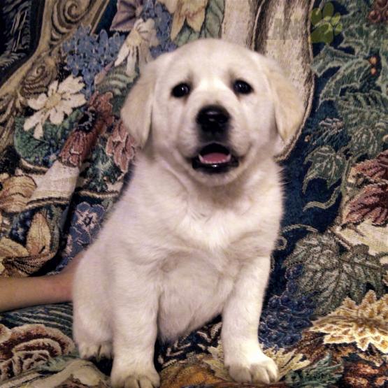 Goldador Puppies For Sale Image eClassifieds4u