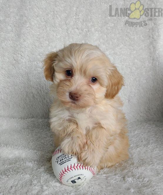 Havapoo Puppies For Sale Image eClassifieds4u