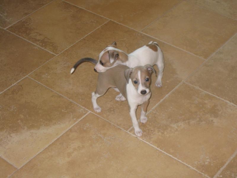 Italian Greyhound Puppies For Sale Image eClassifieds4u