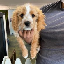 🟥🍁🟥 CANADIAN 🐕💕 CAVALIER KING CHARLES SPANIEL PUPPIES AVAILABLE ✅💯 Image eClassifieds4U