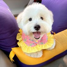 🍁🟥 CANADIAN 🐕💕 COTON DE TULEAR PUPPIES AVAILABLE ✅💯 Image eClassifieds4u 4