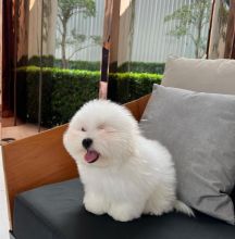 🍁🟥 CANADIAN 🐕💕 COTON DE TULEAR PUPPIES AVAILABLE ✅💯 Image eClassifieds4u 2