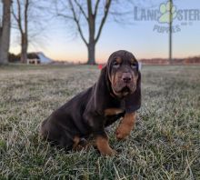 Bloodhound Puppies For Sale Image eClassifieds4U