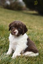 Brittany Spaniel Puppies For Sale Image eClassifieds4U