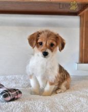 Corgipoo Puppies For Sale Image eClassifieds4U