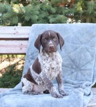 German Shorthaired Pointer Puppies For Sale Image eClassifieds4U