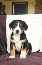 Greater Swiss Mountain Dog For Sale Image eClassifieds4U