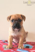 Jug Puppies For Sale Image eClassifieds4u 2