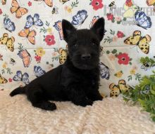 Scottish Terrier Puppies For Sale Image eClassifieds4U