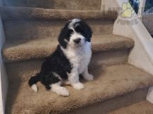 Sheepadoodle Puppies For Sale Image eClassifieds4U