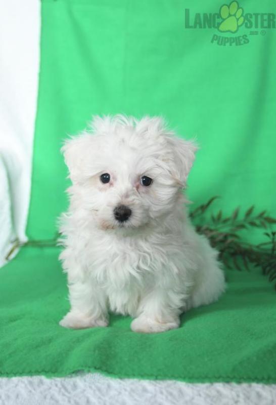 Mal-chon Puppies For Sale Image eClassifieds4u