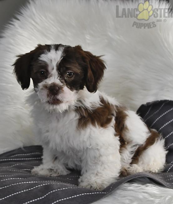 Malshi Puppies For Sale Image eClassifieds4u