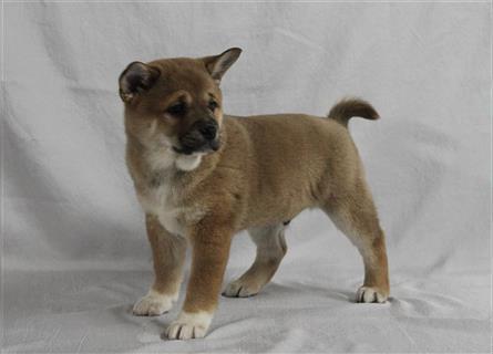 Shiba Inu Puppies For Sale Image eClassifieds4u