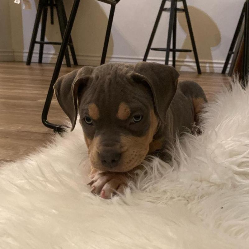 Two pitbull puppies for adoption (renemailey3@gmail.com) Image eClassifieds4u