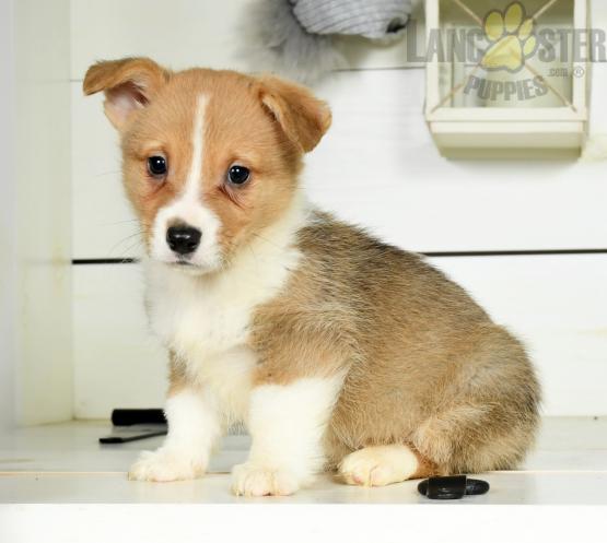 Welsh Corgi Puppies For Sale Image eClassifieds4u