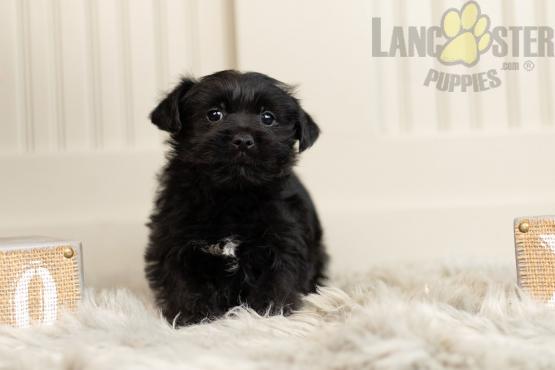 Yorkiepoo Puppies For Sale Image eClassifieds4u