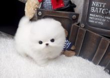 Affectionate Teacup Pomeranian Puppies available