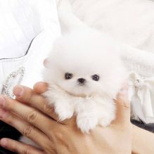 AKC Toy Pomeranian Puppies