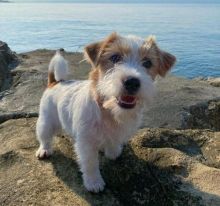 Beautiful long hair jack russell Puppies puppies for adoption (jeffmarcus963@gmail.com)