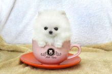 Outstanding Teacup Pomeranian Puppies