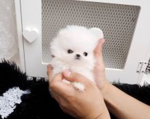 SMALL POMERANIAN MALE AND FEMALE PUPPIES