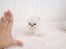 Stunning Teacup Pomeranian Puppies for sale
