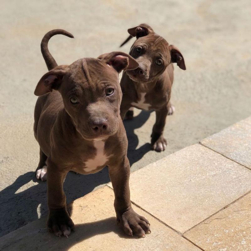 Adorable pitbull puppies for adoption. (jessicawillz101@gmail.com) Image eClassifieds4u