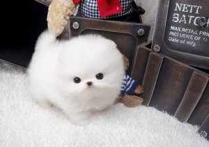 Affectionate Teacup Pomeranian Puppies available Image eClassifieds4u